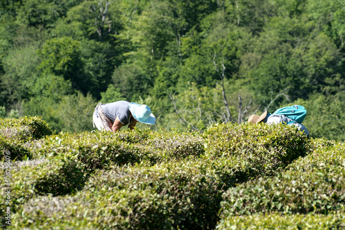 Tea pickers on the plantation. Sochi, Russia.