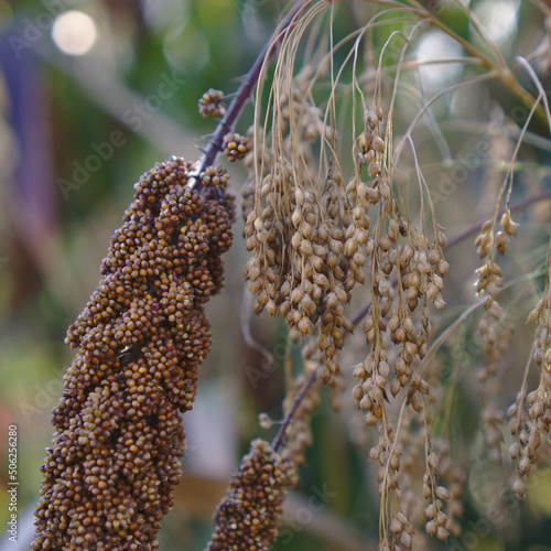 Hirse, Getreideanbau, Landwirtschaft