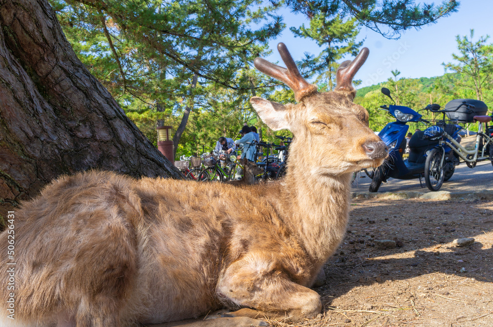 奈良公園の鹿、5月撮影