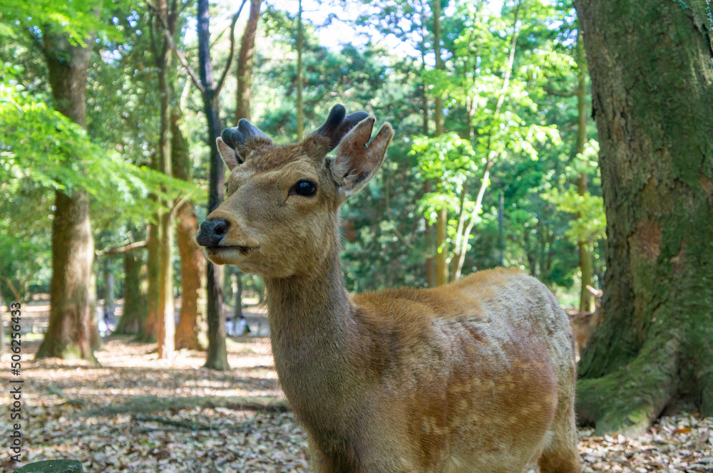 奈良公園の鹿、5月撮影