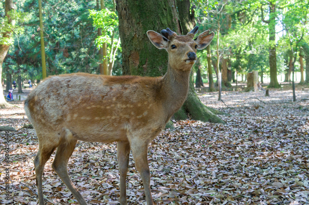 奈良公園の鹿、5月撮影