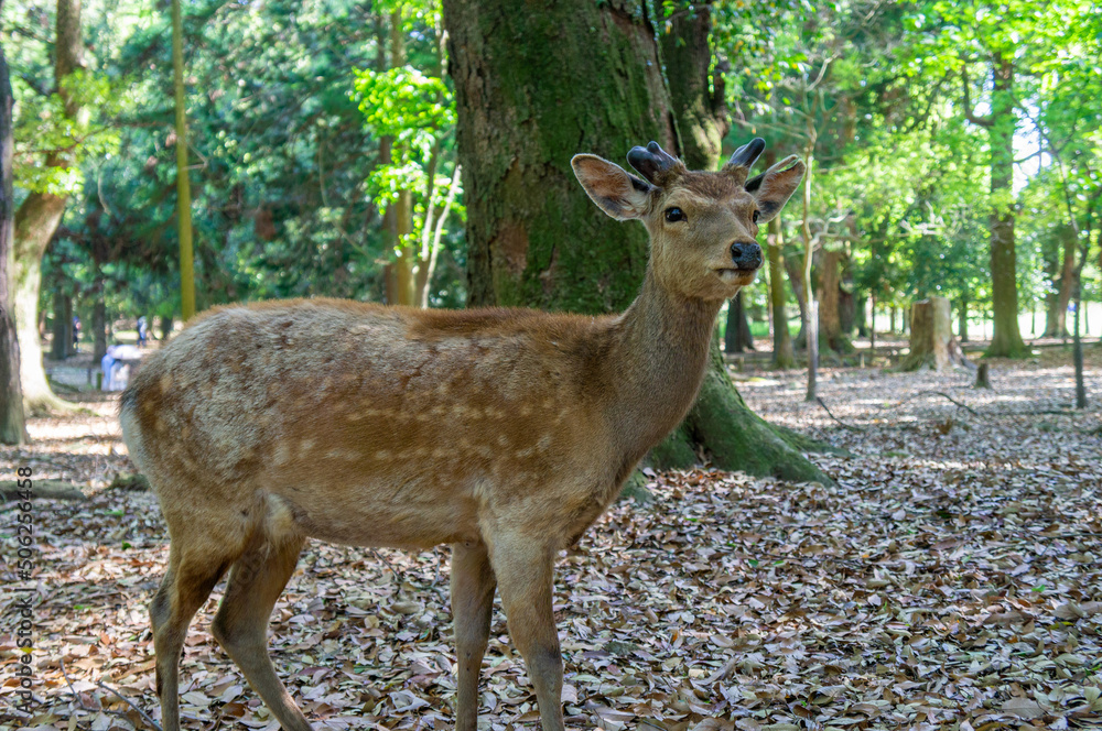 奈良公園の鹿、5月撮影