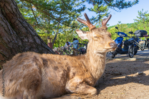 Obraz na płótnie 奈良公園の鹿、5月撮影 w salonie