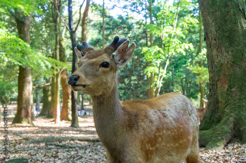 Obraz na płótnie 奈良公園の鹿、5月撮影 w salonie