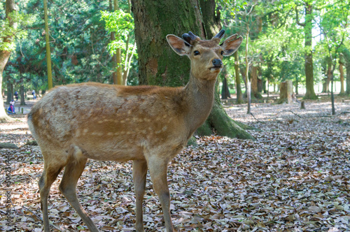 Obraz na płótnie 奈良公園の鹿、5月撮影 w salonie