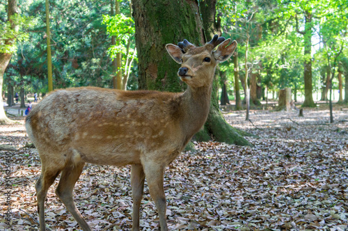 Obraz na płótnie 奈良公園の鹿、5月撮影 w salonie