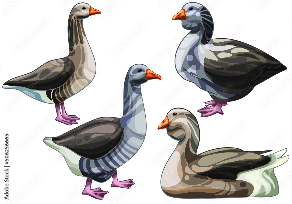 Set of hand drawn Geese The breed of Toulouse goose Set of hand drawn Geese The breed of Toulouse goose