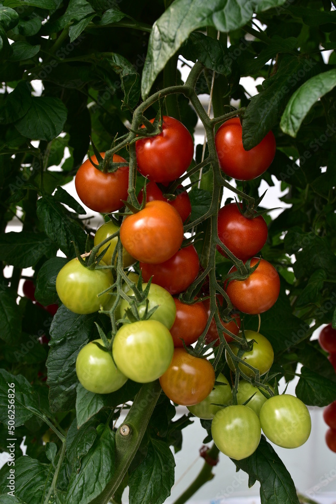 Plantation, Crops, Greenhouse, Tomatoes, Production, Agriculture, Slovakia, Paradajka,
