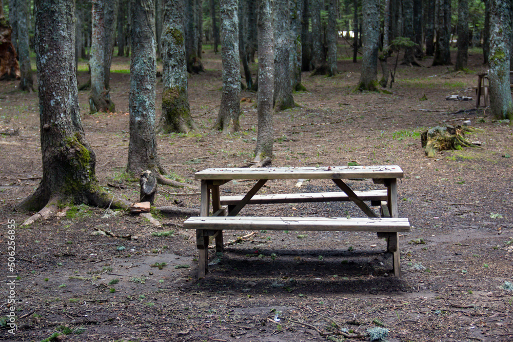 Old wooden bench and a table in the forest in the green grass, Picnic in the forest. 