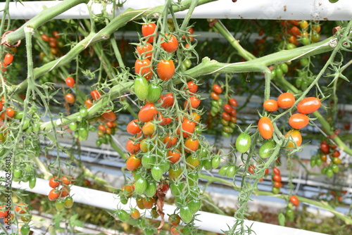 Plantation, Crops, Greenhouse, Tomatoes, Production, Agriculture, Slovakia, Paradajka, photo