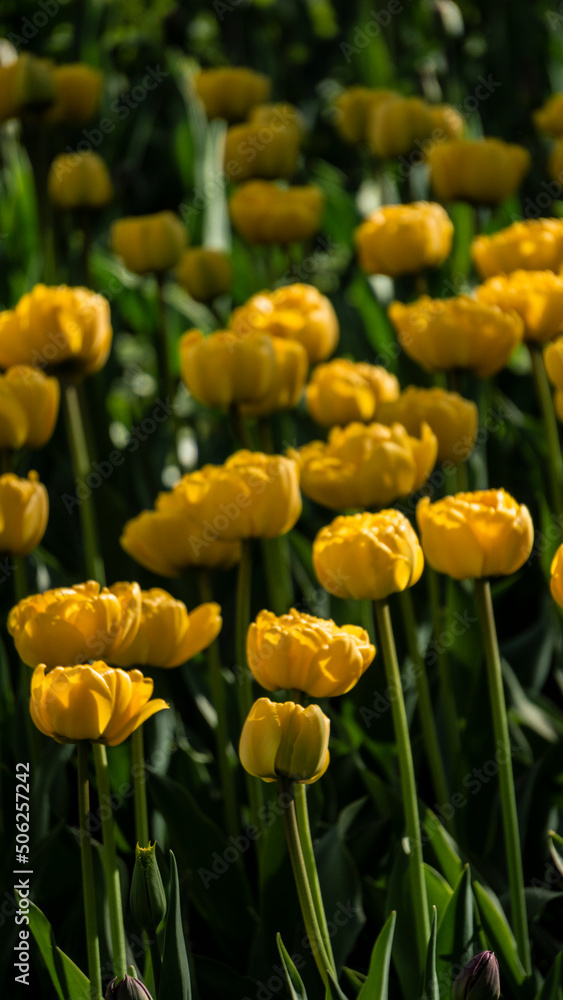 a bright tulip. spring flower. floral background for the screensaver a bright tulip. spring flower. floral background for the screensaver
