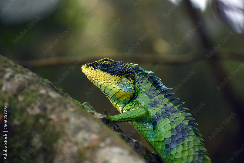 Naklejka premium large scaled forest lizard closeup