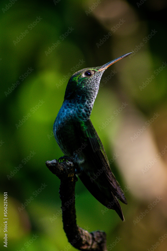 Fototapeta premium hummingbird on a branch