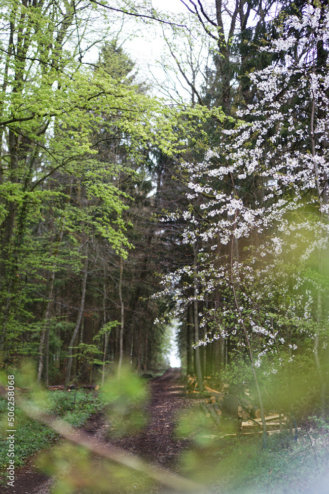 Fototapeta premium Waldweg im Frühling