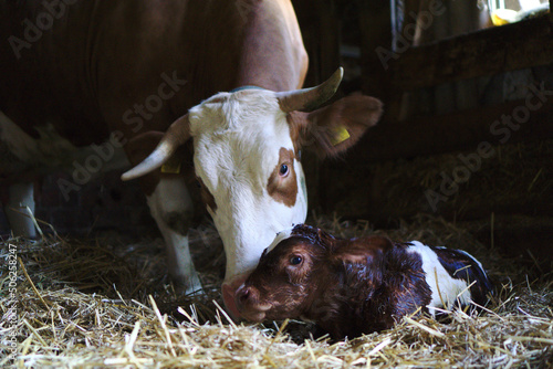 neu geborenes Kalb bei seiner Mutter photo