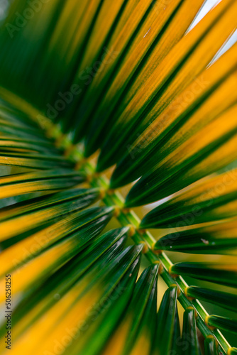 Beautiful natural tropical background. Yellow-green palm branch close-up. Screensaver for the phone. Wallpaper