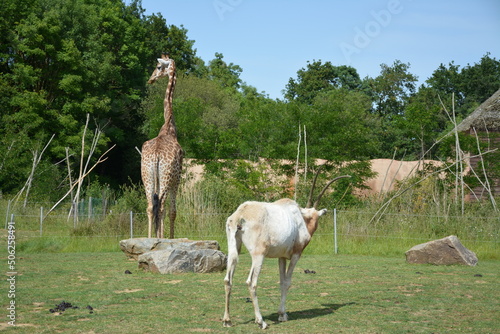 Girafe et Oryx algazelle © Λεωνιδας