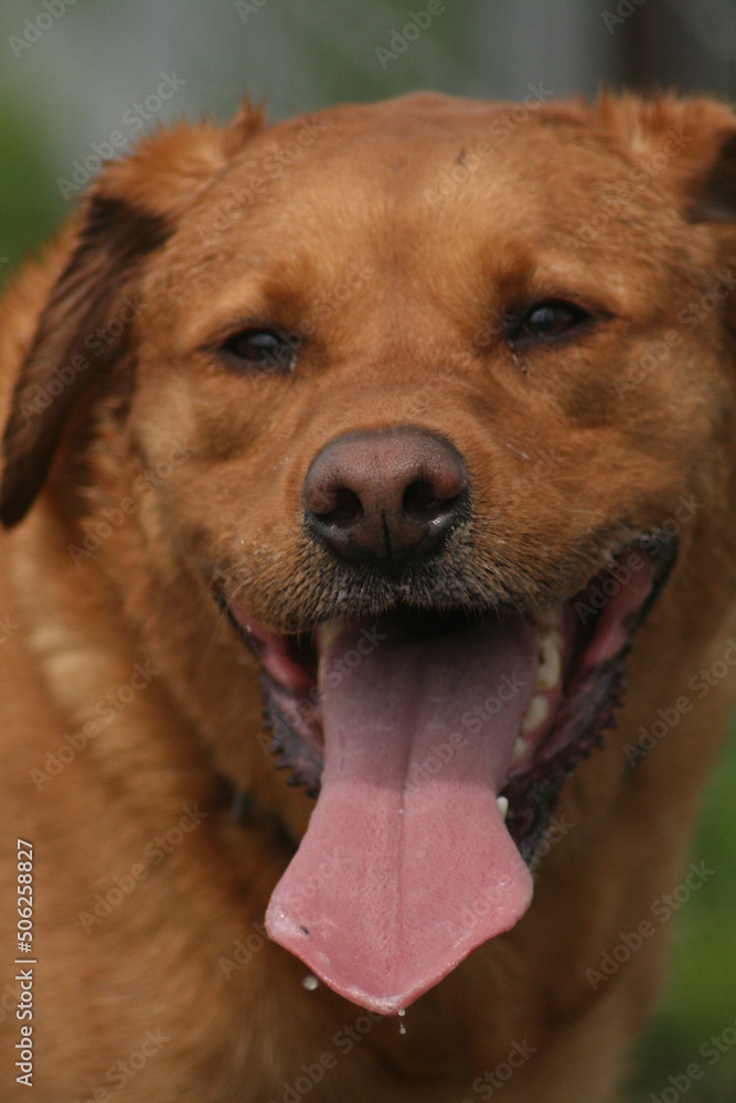 Fox-Red Labrador Dog