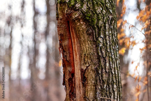 Fototapeta Naklejka Na Ścianę i Meble -  Tree trunk with damaged bark. Tree diseases