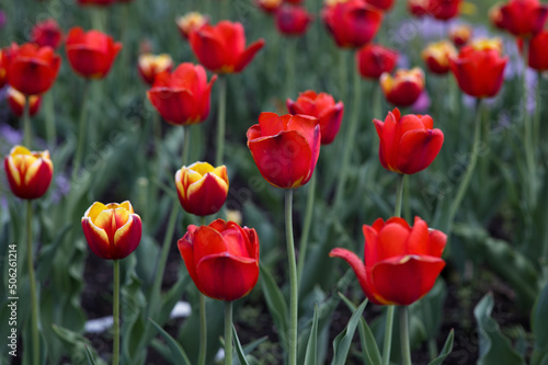 red tulips spring flowers floral garden beautiful nature colors