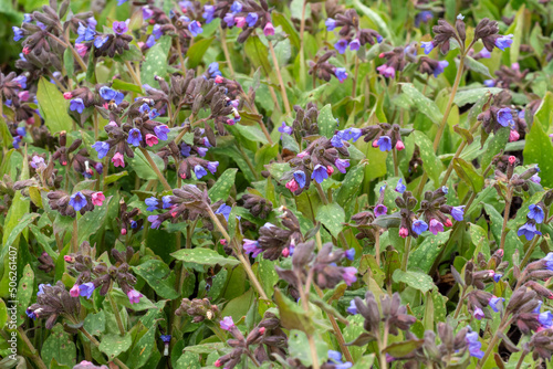 Lungwort flowers (Pulmonaria officinalis). The first spring flowers. Medicinal plants photo