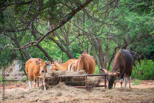 Afrrican Watusi cows eating dry grass in farm stable