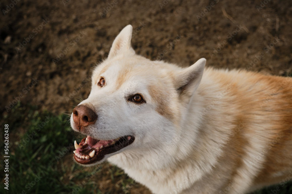 The Northern sled dog rests in summer. Beige Siberian husky with brown eyes portrait close up, looks and smiles. View from above. The Northern sled dog rests in summer. Beige Siberian husky with brown eyes portrait close up, looks and smiles. View from above.