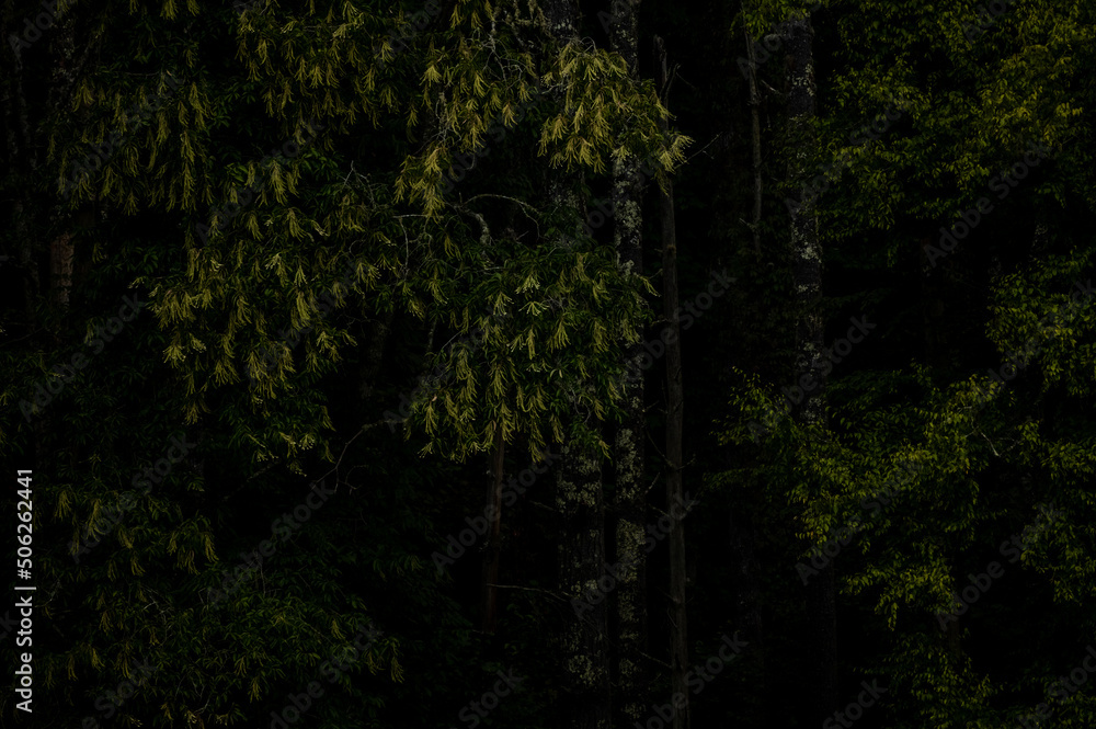 Deep Greens On The Edge Of The Woods Deep Greens On The Edge Of The Woods