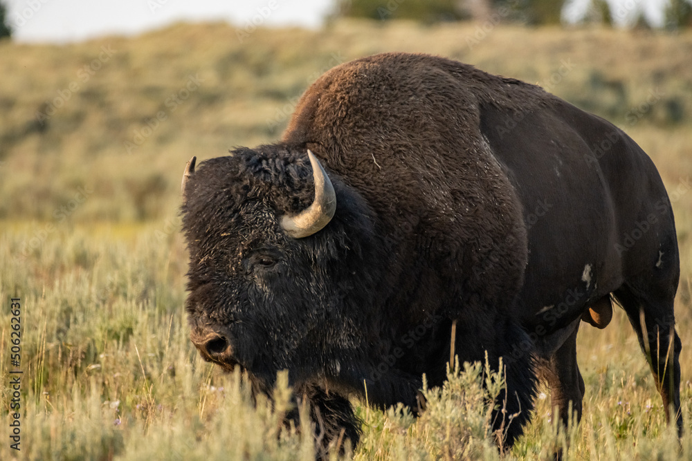 Full Body of Muddy Male Bison Walking Through Grassy Field To Left