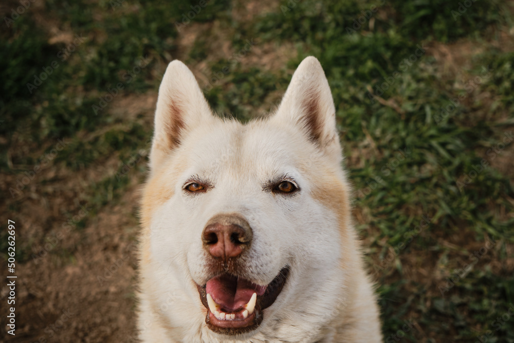 The Northern sled dog rests in summer. Beige Siberian husky with brown eyes portrait close up, looks and smiles. Adult dog with dirty nose, missing one tooth. The Northern sled dog rests in summer. Beige Siberian husky with brown eyes portrait close up, looks and smiles. Adult dog with dirty nose, missing one tooth.
