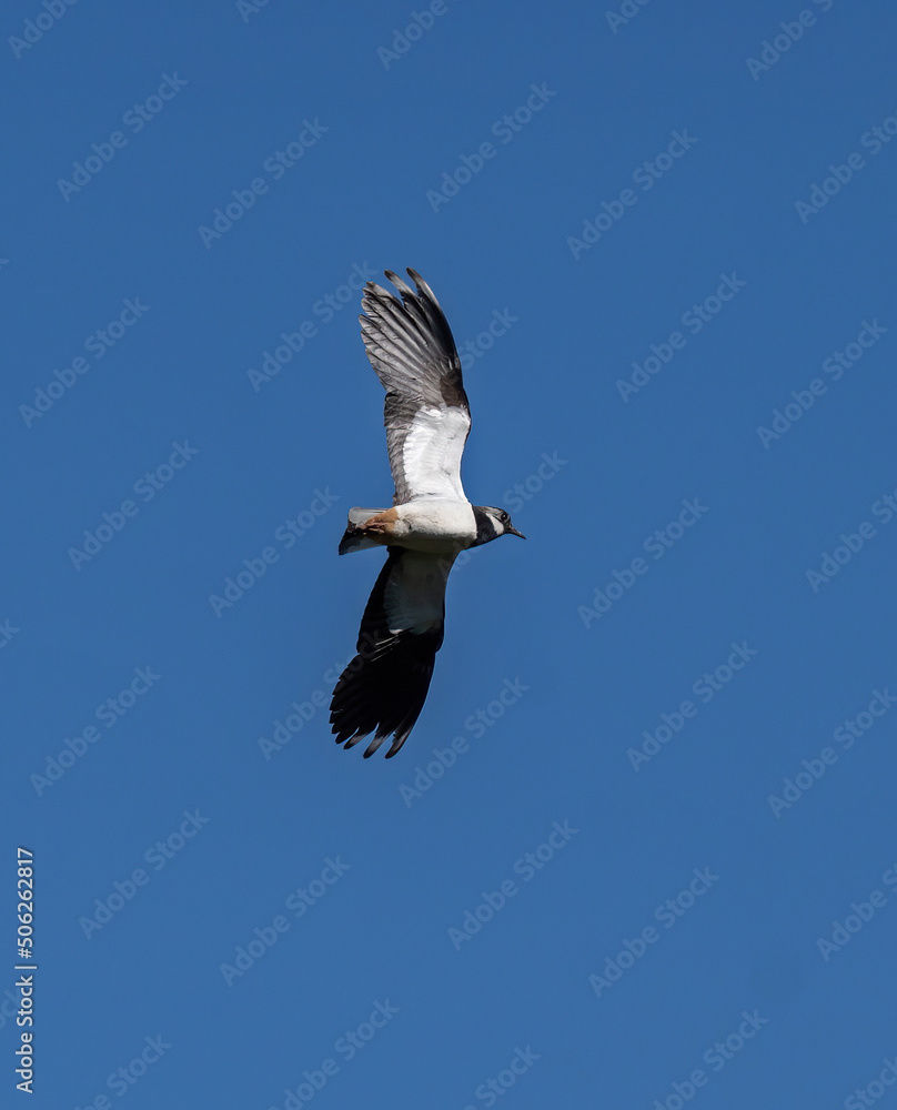 Obraz premium Northern lapwing