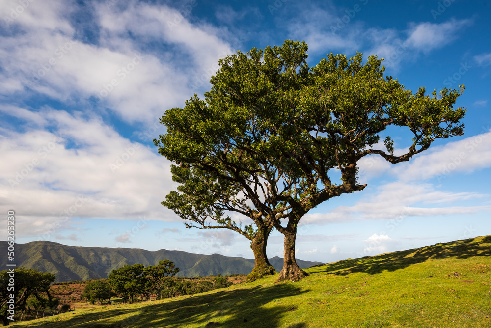 Scenic view of the landscape at Fanal, Madeira, under a beautiful blue sky with some clouds, with two of the famous ancient stinkwood laurel trees, Laurissilva Nature Reserve