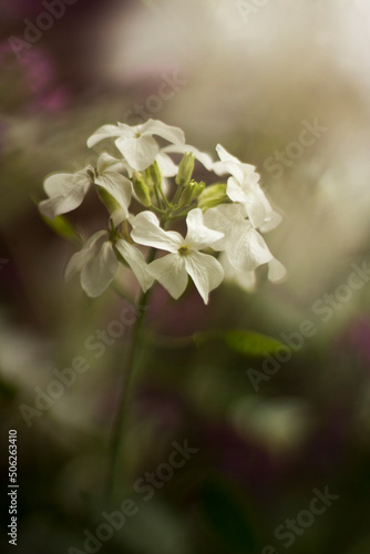 close-up of Lunaria white flowers in the natural light