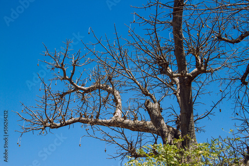 Baobab in Sénégal 