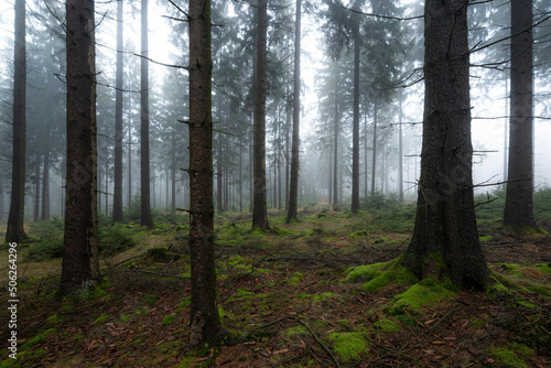 Misty forest landscape with coniferous trees and moss-covered floor and mysterious light and fog in background  M  rth  Teutoburg Forest  Germany