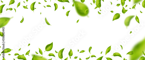 Green flying leaves frame. Organic cosmetic pattern border. Fresh tea background. Leaf falling. Wave foliage ornament. Vegan, eco, bio design element. Beauty product. Vector illustration