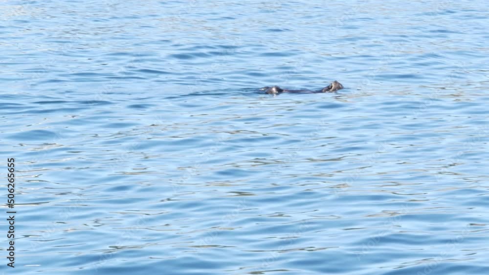 Cute furry sea otter marine mammal behavior, adorable cuddly wild aquatic animal swimming in ocean water, California coast wildlife, USA fauna. Funny small paws or hands. Turning, rolling or rotating. Cute furry sea otter marine mammal behavior, adorable cuddly wild aquatic animal swimming in ocean water, California coast wildlife, USA fauna. Funny small paws or hands. Turning, rolling or rotating.
