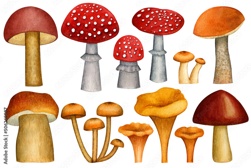 Watercolor drawing of mushrooms. A set of wild mushrooms: fly agarics, aspen, honey mushrooms, Chanterelle, Russula, Boletus. Made manually. Watercolor drawing of mushrooms. A set of wild mushrooms: fly agarics, aspen, honey mushrooms, Chanterelle, Russula, Boletus. Made manually.
