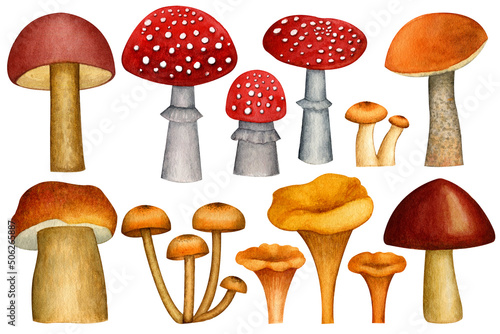 Watercolor drawing of mushrooms. A set of wild mushrooms: fly agarics, aspen, honey mushrooms, Chanterelle, Russula, Boletus. Made manually.