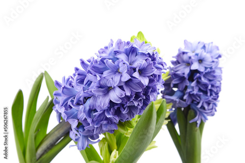 Blue Hyacinth flowers spring blossom isolated on white