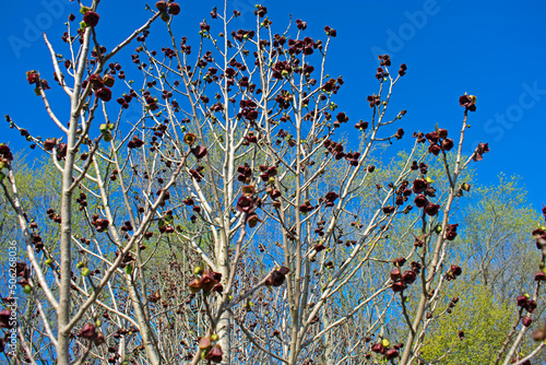 American pawpaw (Asimina triloba) tree branches, in mid spring, with brownish flowers blooming all over -01 photo