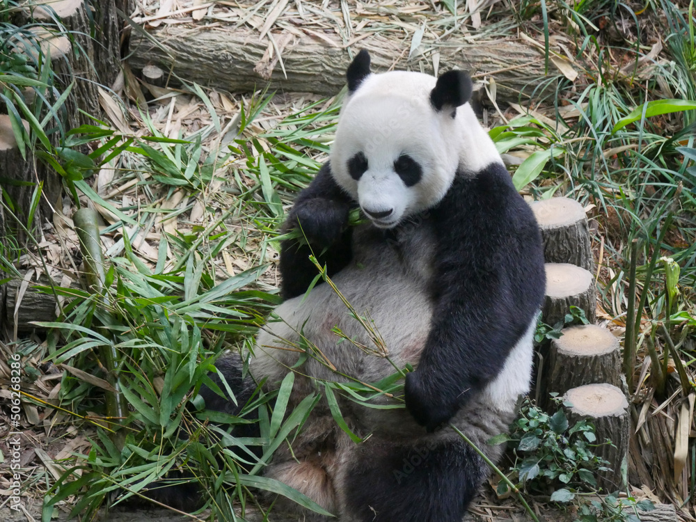 Fototapeta premium Giant Panda eating bamboo shoots and leaves. The giant panda (Ailuropoda melanoleuca) also known as the panda bear (or simply the panda), is a bear species endemi