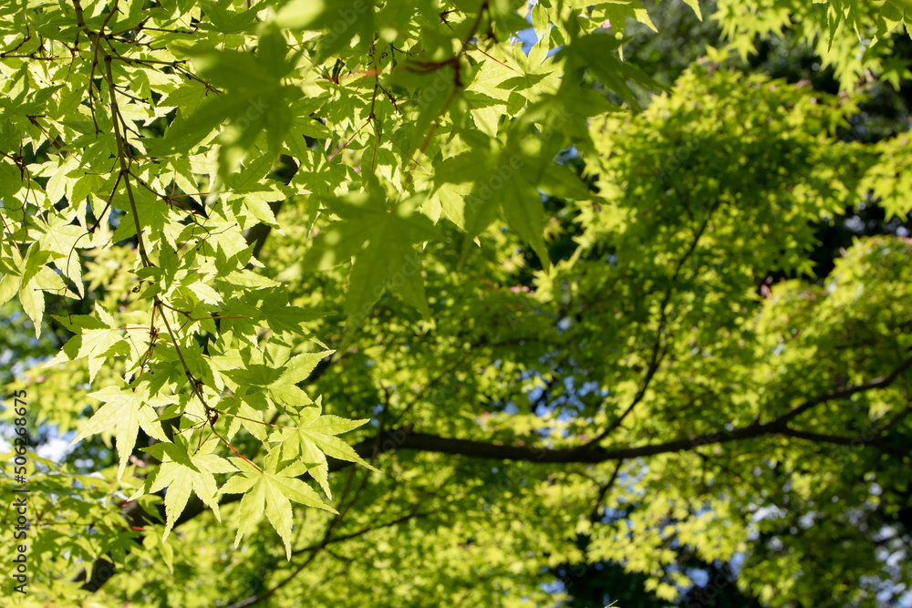 Acer palmatum or Japanese maple tree with lush green foliage Acer palmatum or Japanese maple tree with lush green foliage