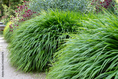 Hakonechloa macra or japanese forest grass or hakone grass photo