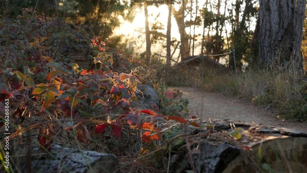 Path in forest or wood, trail in grove or woodland, Point Lobos wilderness, California, USA. Coniferous sunlit pine cypress trees. Morning sunbeams or sunset sunlight, rays and beams of sunny light. Path in forest or wood, trail in grove or woodland, Point Lobos wilderness, California, USA. Coniferous sunlit pine cypress trees. Morning sunbeams or sunset sunlight, rays and beams of sunny light.