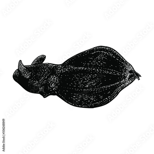 vampire squid illustration isolated on background