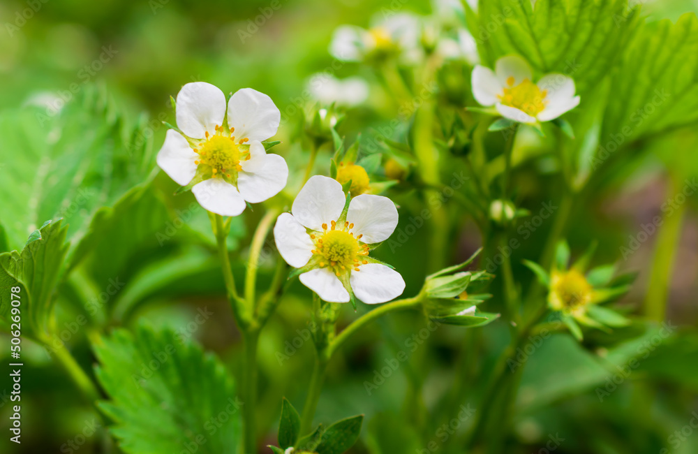 white strawberry flowers on a green background white strawberry flowers on a green background