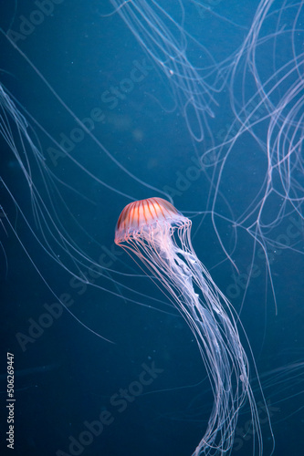 Chrysaora achlyos colorata or purple-striped jellyfish lives in water of coast of California © barmalini