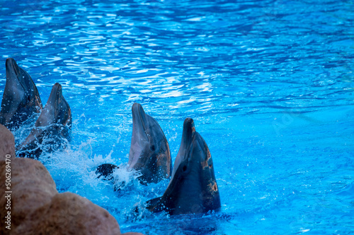 Trained dolphins perform in blue pool in front of tourists at water show