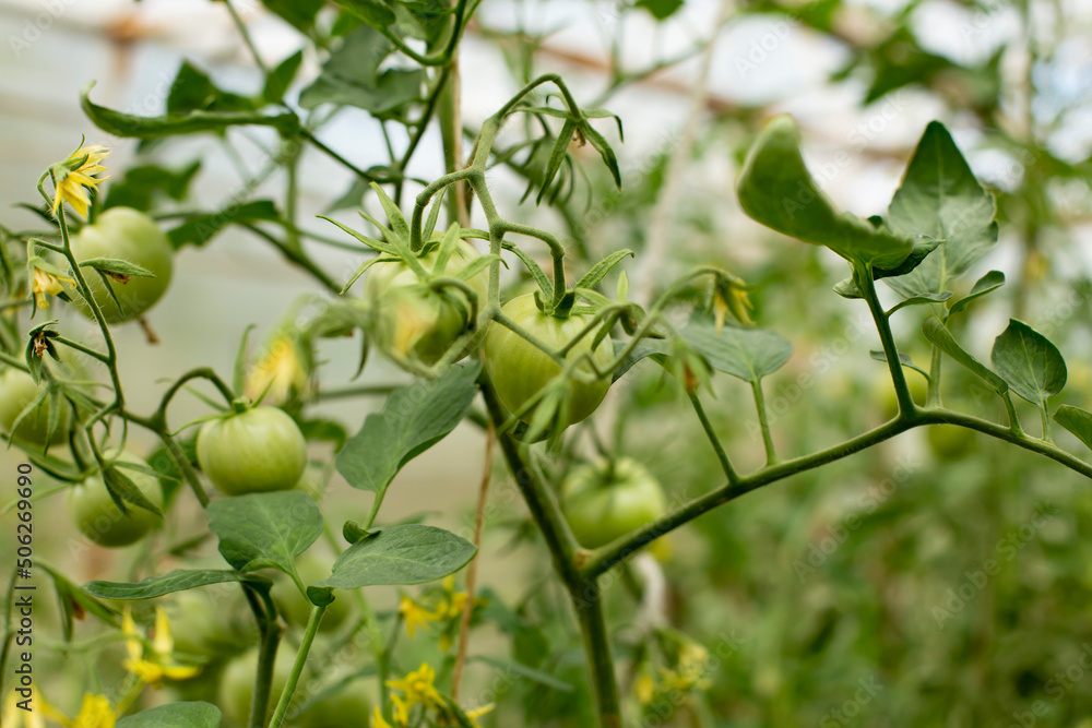 Green tomatoes ripening on the bush in a greenhouse of transparent polycarbonate